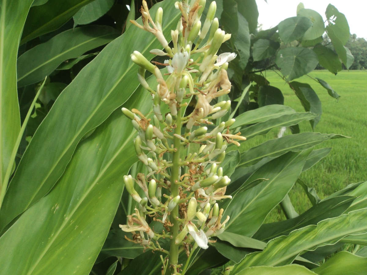 Alpinia galanga (L.) Willd.